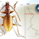 Illustration for article titled New species discovered in world's deepest cave